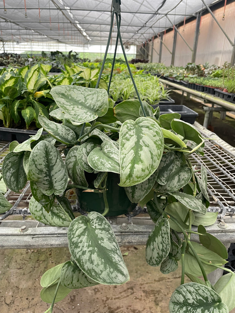 Scindapsus pictus 'Exotica'