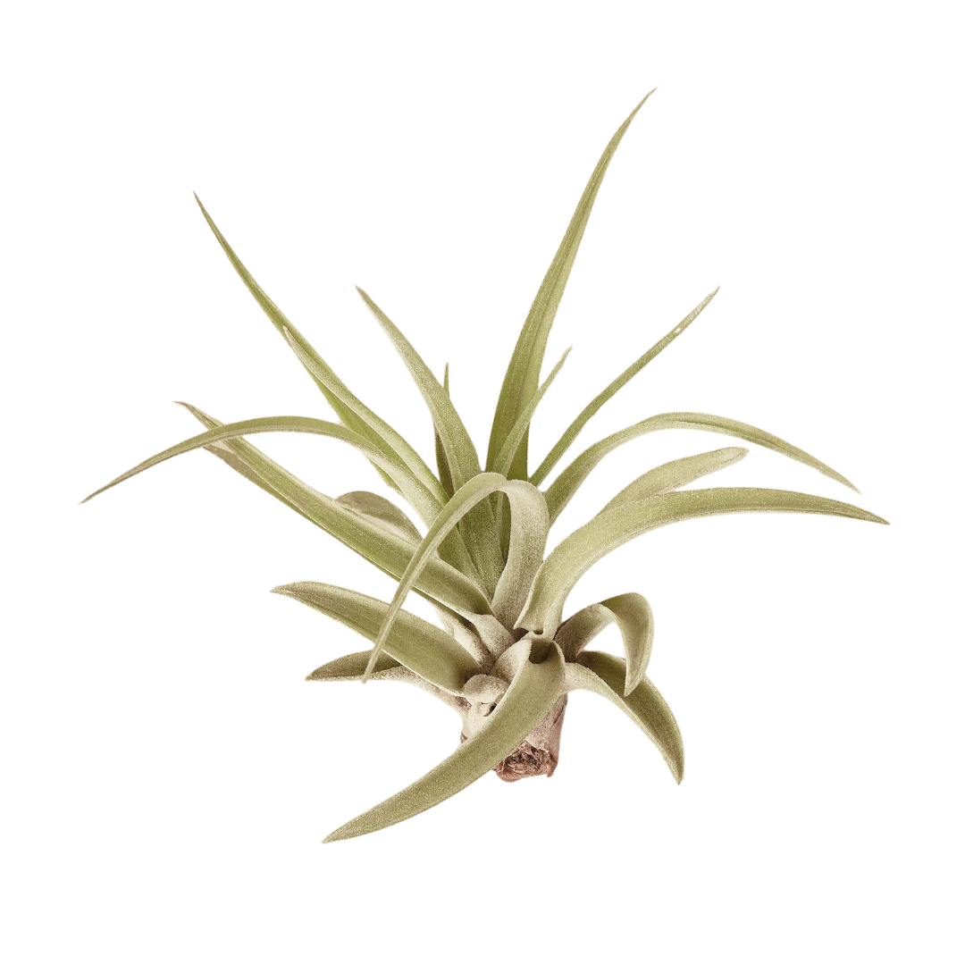 Tillandsia 'Velutina' Air Plant