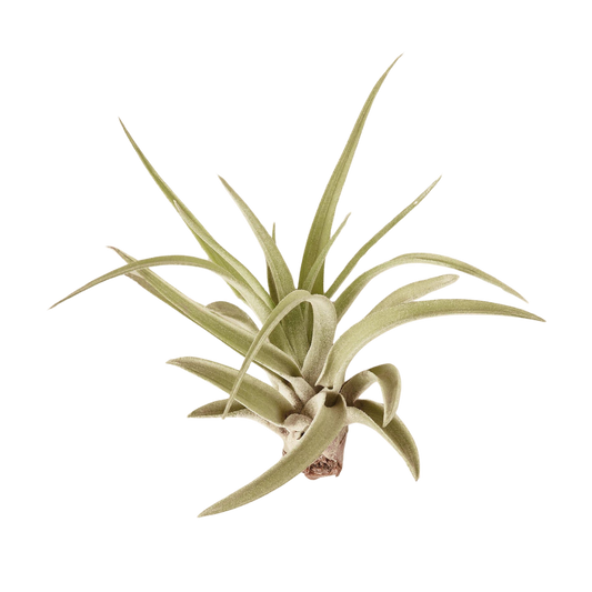 Tillandsia 'Velutina' Air Plant