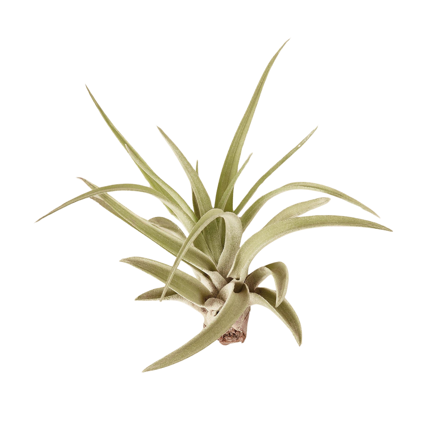 Tillandsia 'Velutina' Air Plant