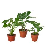 Bundle - Monstera Trio