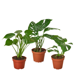 Bundle - Monstera Trio