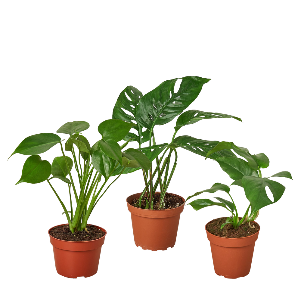 Bundle - Monstera Trio