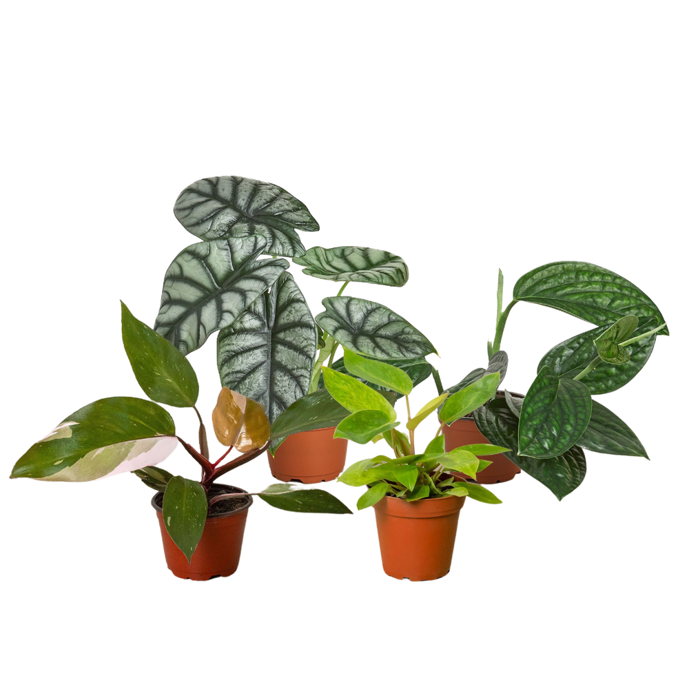 Rare Plant Bundle - 4 Pack