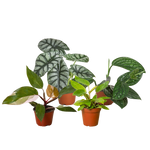 Rare Plant Bundle - 4 Pack