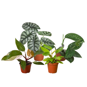 Rare Plant Bundle - 4 Pack