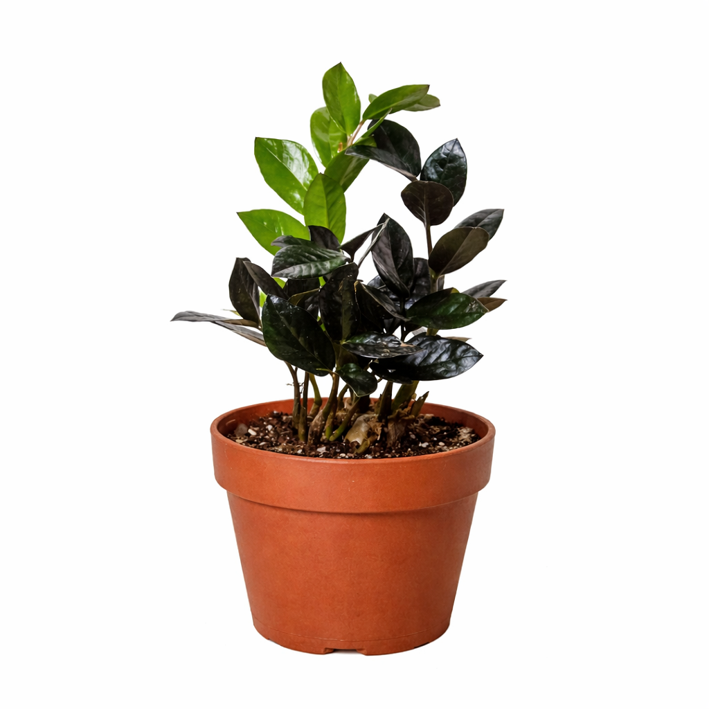 ZZ 'Black Queen'