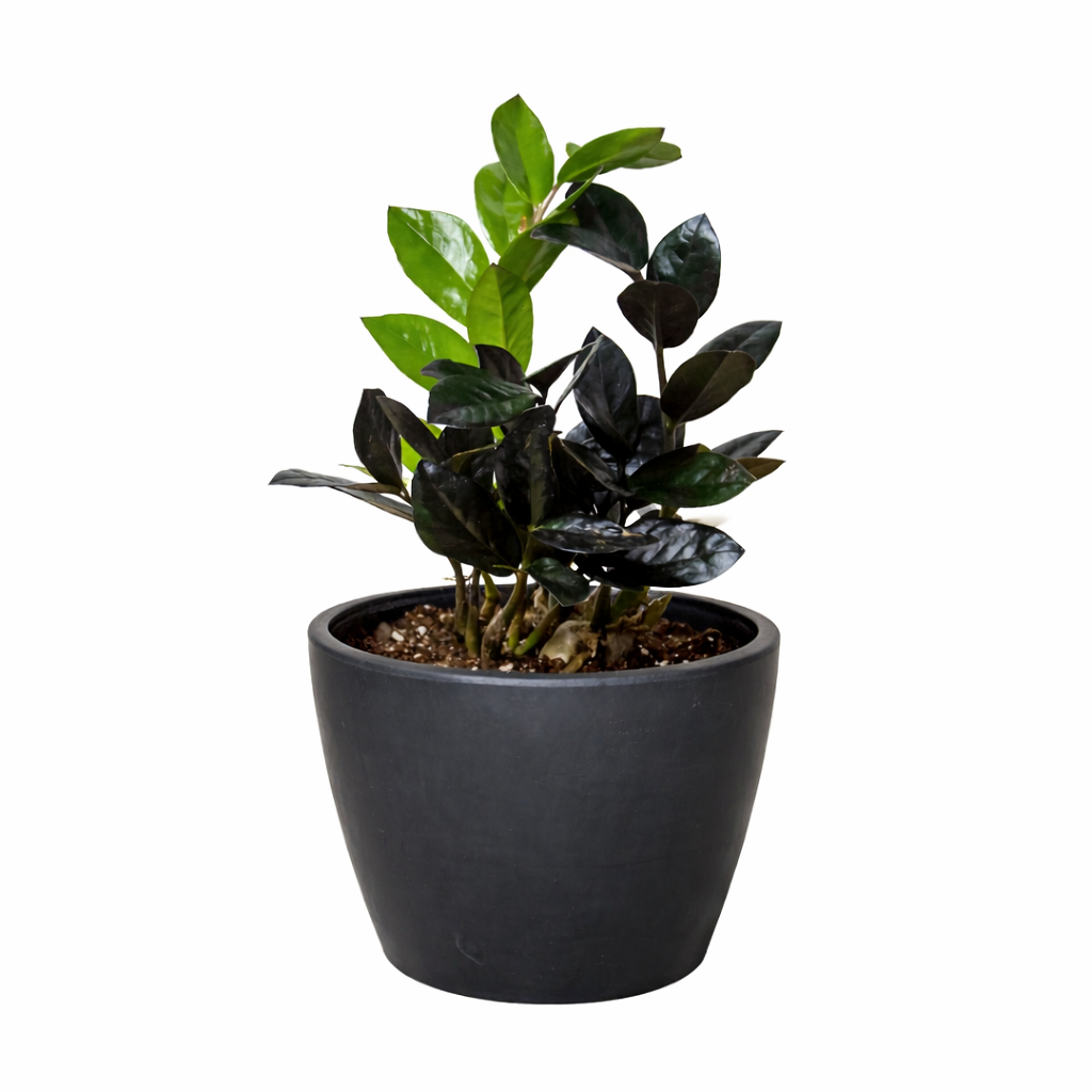 ZZ 'Black Queen'