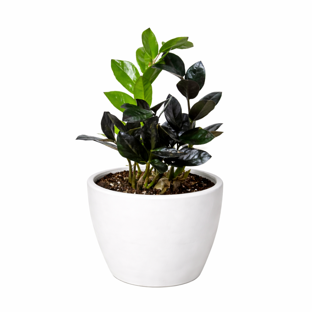 ZZ 'Black Queen'