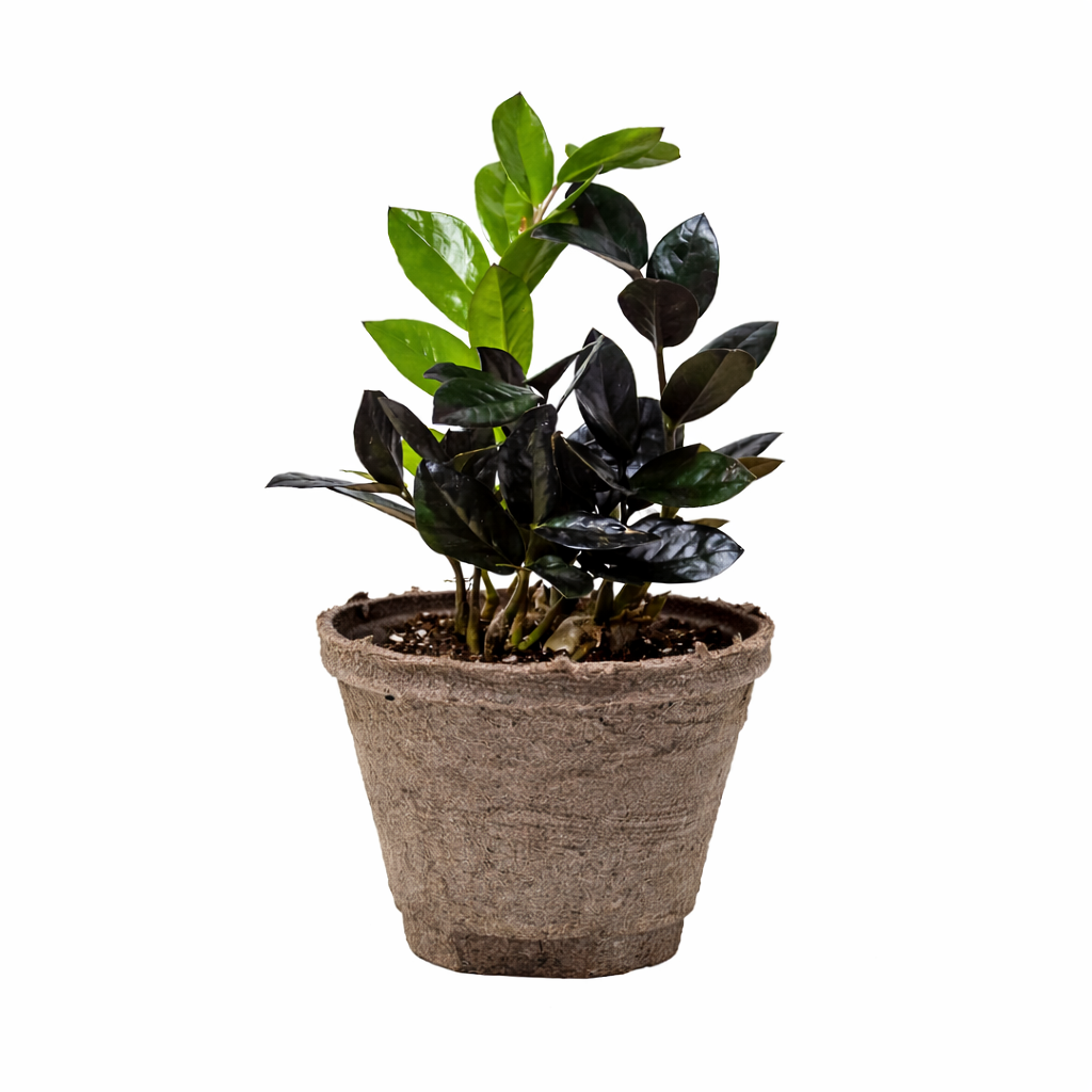 ZZ 'Black Queen'