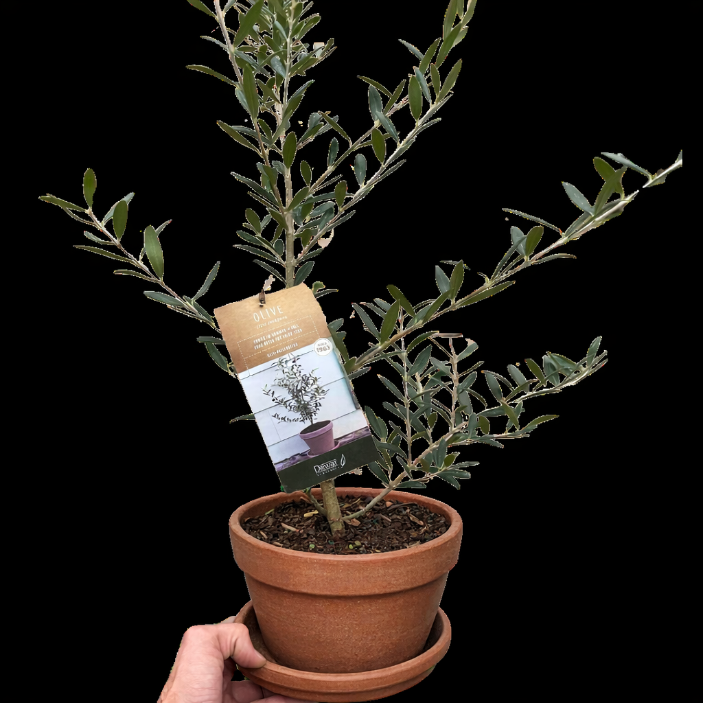 Olive Tree