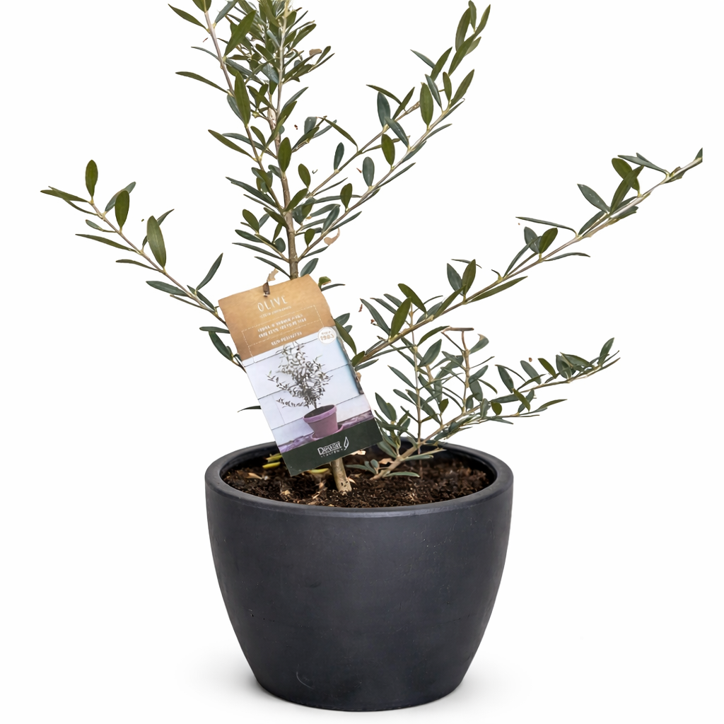 Olive Tree