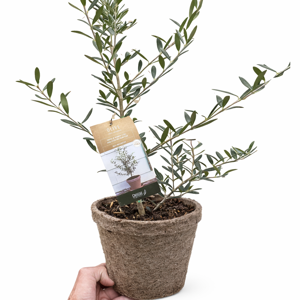 Olive Tree