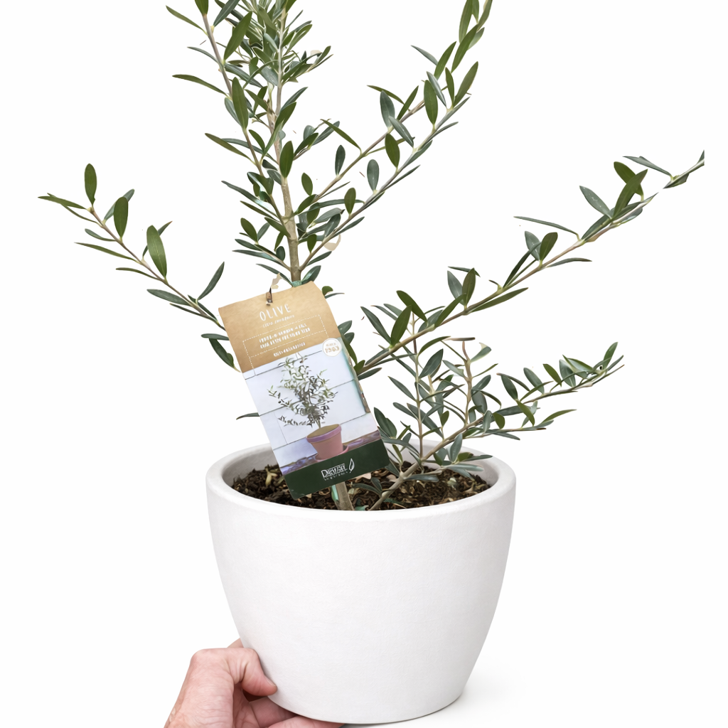Olive Tree