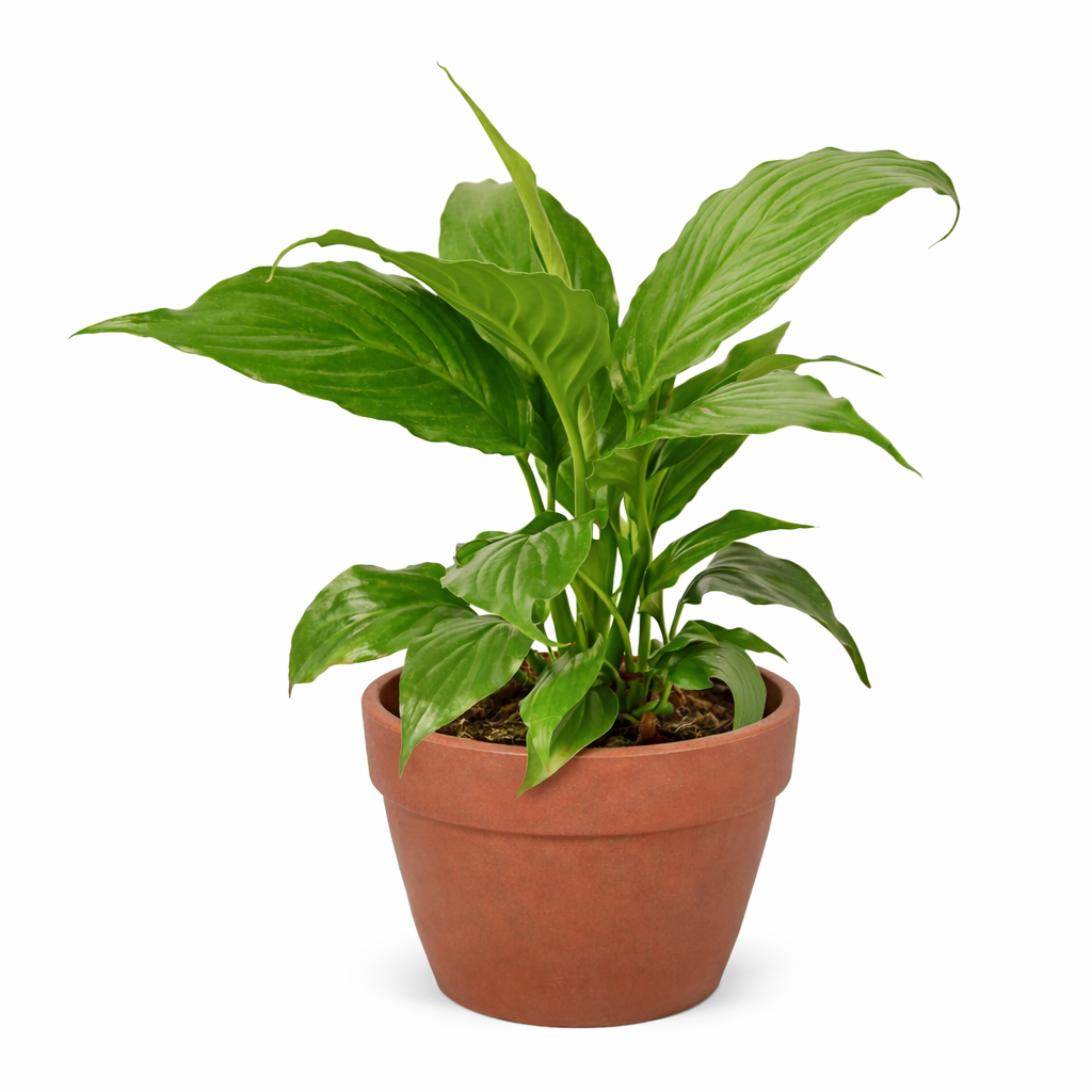 Peace Lily