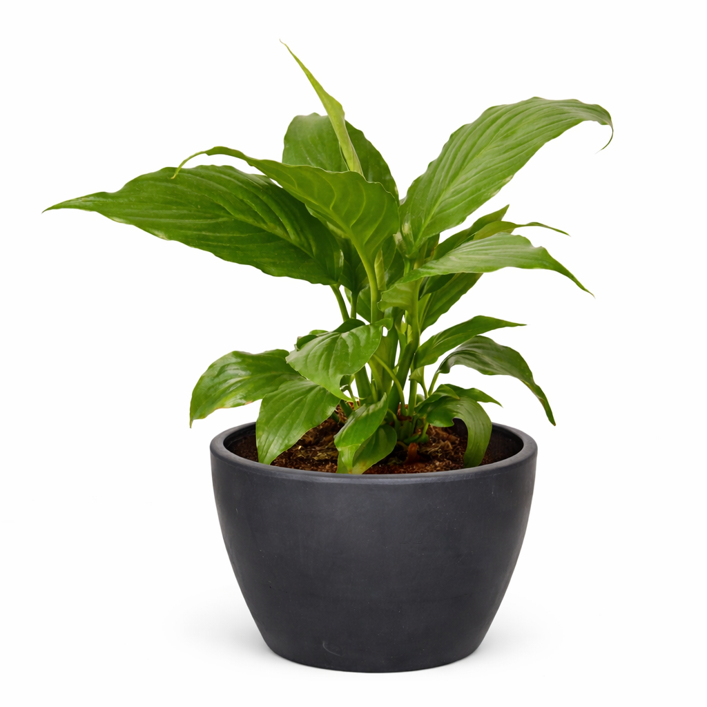 Peace Lily
