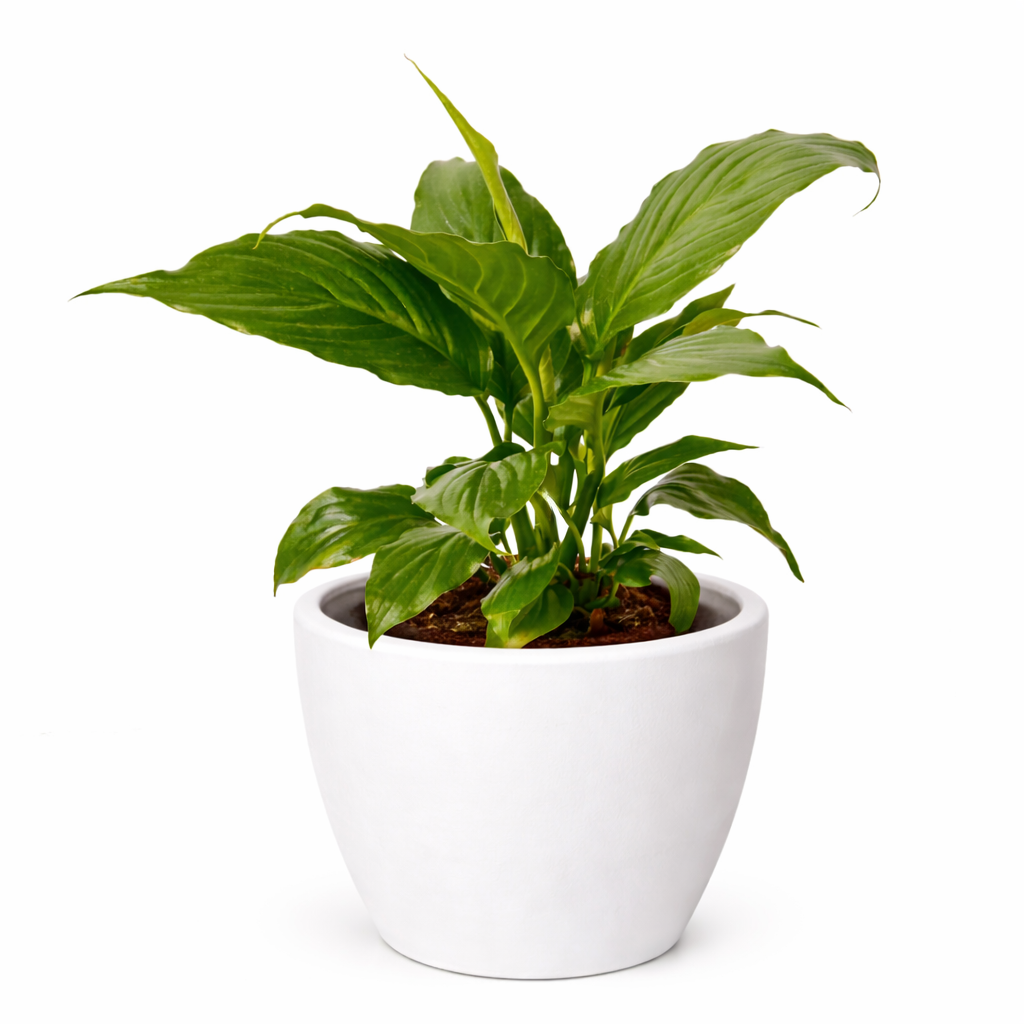 Peace Lily