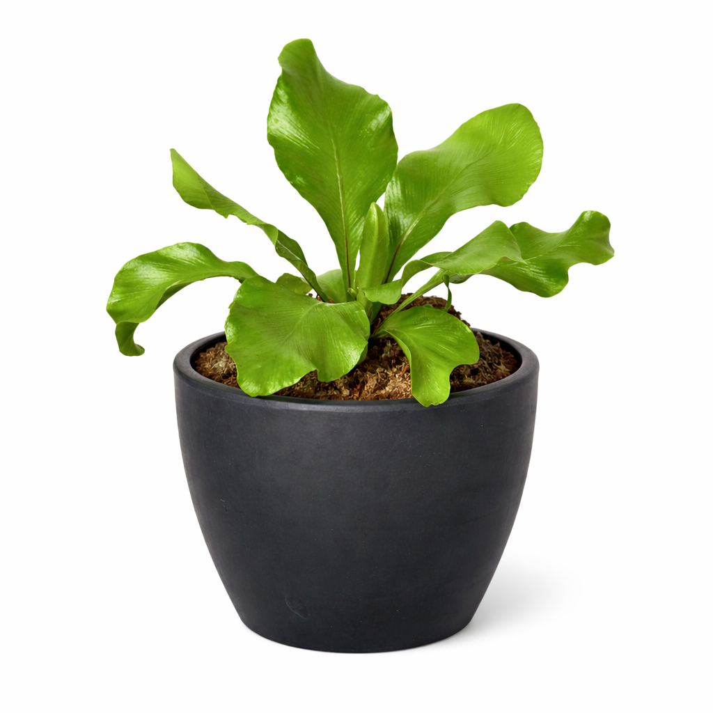 Bird's Nest Fern