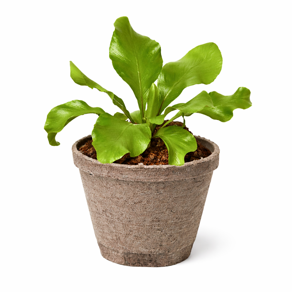 Bird's Nest Fern