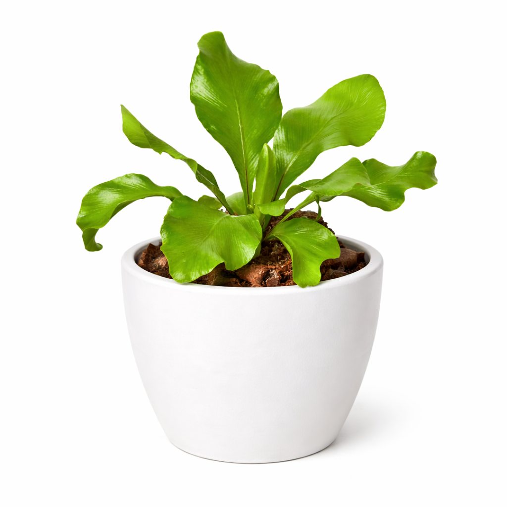 Bird's Nest Fern