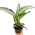 Dieffenbachia Panther