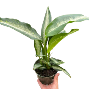 Dieffenbachia Panther