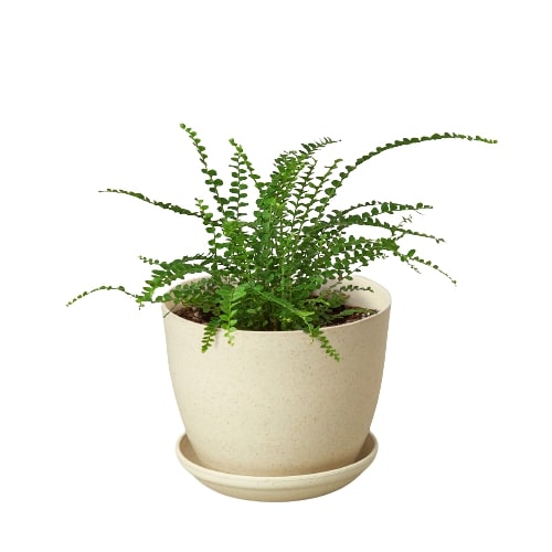 Fern 'Lemon Button'