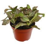 Fittonia 'Pink'