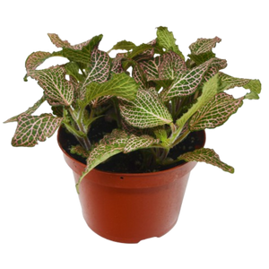 Fittonia 'Pink'