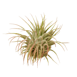 Tillandsia Air Plant Ionantha Guatemala