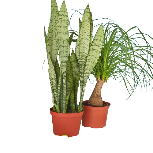 Indoor Plants Premium Subscription Box (2 plants in 6" nursery pots/month)