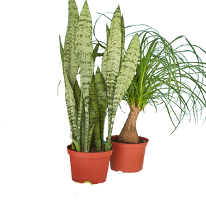 Indoor Plants Premium Subscription Box (2 plants in 6" nursery pots/month)