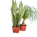 2 - 6" Indoor Plants Premium Subscription box
