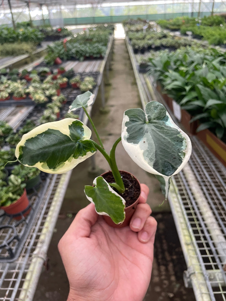 Alocasia 'Mickey Mouse' (Xanthosoma sagittifolium 'Variegatum Monstrosum')