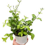 Malpighia Barbados Cherry
