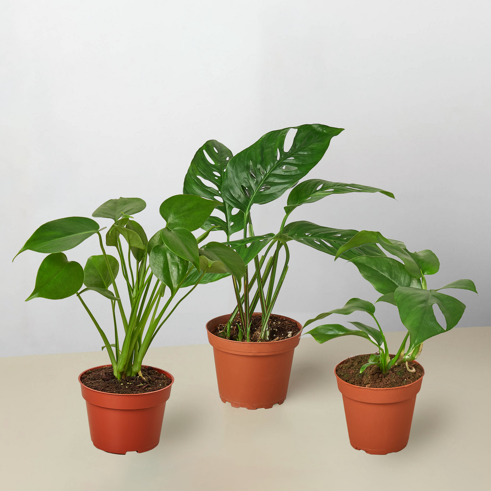 Bundle - Monstera Trio