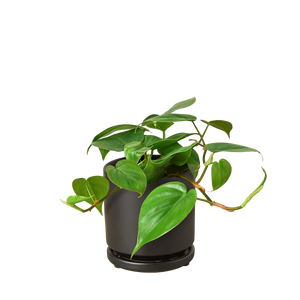Philodendron Cordatum Heartleaf