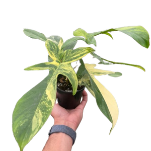 Philodendron Florida Beauty Variegated