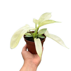 Philodendron 'Florida Ghost'