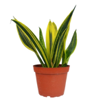 Snake 'Gold Flame'
