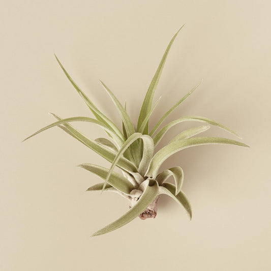 Tillandsia 'Velutina' Air Plant