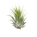 Tillandsia Air Plant Ionantha - 25 Pack