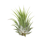 Tillandsia Air Plant Ionantha - 5 Pack