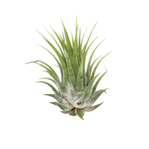 Tillandsia Air Plant Ionantha - 5 Pack