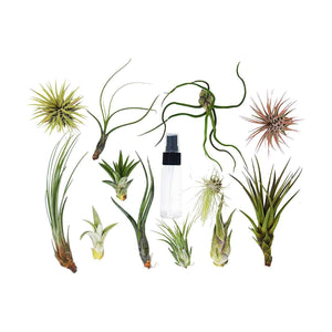 Tillandsia Air Plant Variety w/ Spray - 10 Pack