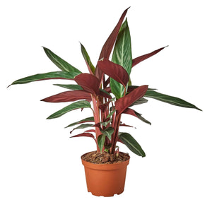 Stromanthe Sanguinea