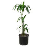 Dracaena 'Elegance' - 10" Pot