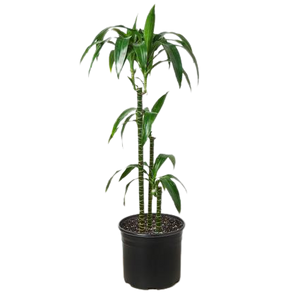 Dracaena 'Elegance' - 10" Pot