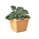 1 Pre-Potted Plant Subscription Box