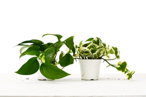 2 Pack Pothos Bundle